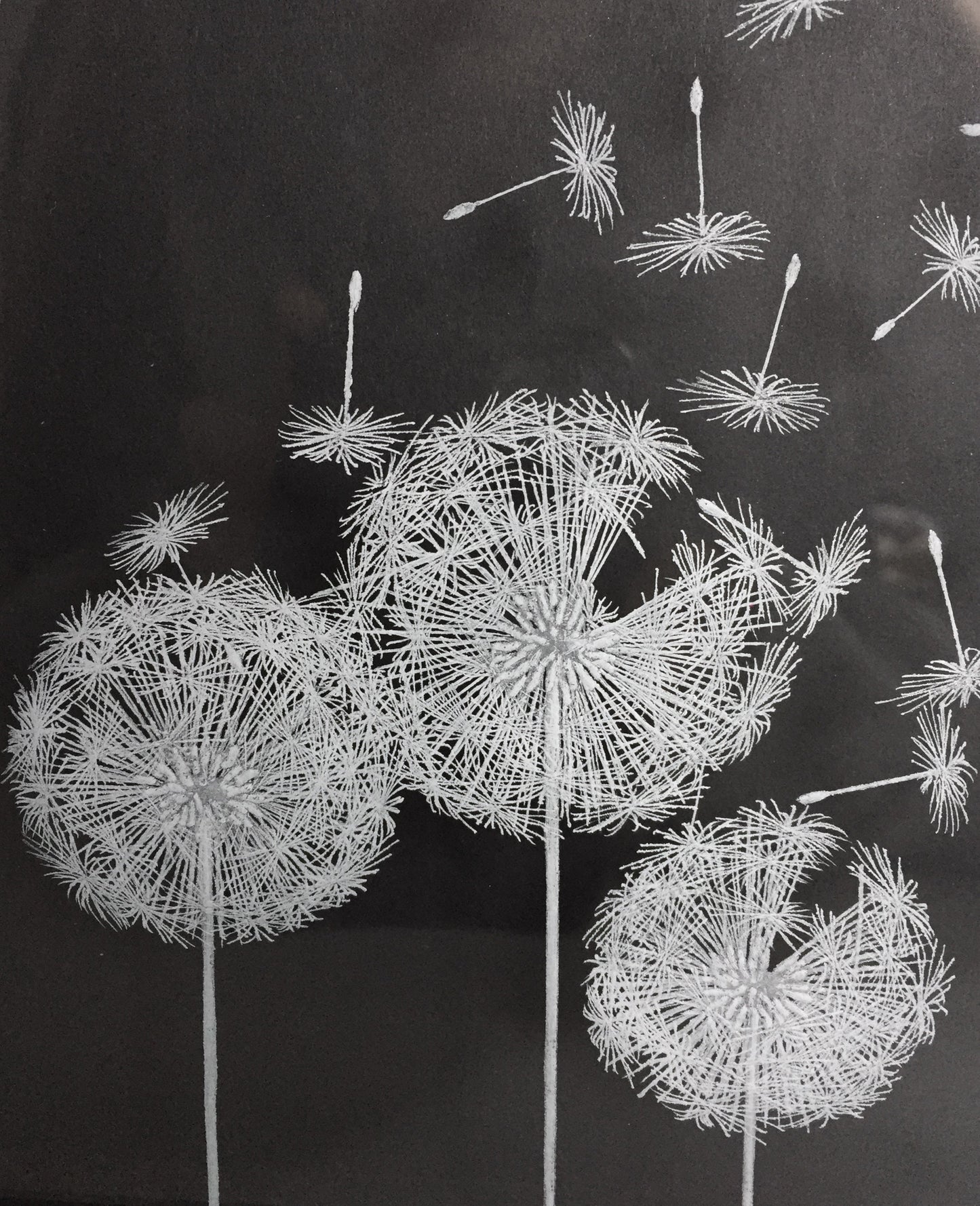 Dandelion Blowing In The Wind - Dandelion Seeds - Engraved Dandelion Picture